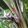5 GIANT BIRD OF PARADISE Tree Strelitzia Nicolai Wild Banana White Crane Blue Purple Flower Houseplant Seeds