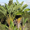 5 GIANT BIRD OF PARADISE Tree Strelitzia Nicolai Wild Banana White Crane Blue Purple Flower Houseplant Seeds