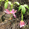 10 BANANA PASSION FRUIT Pink Passion Flower Passiflora Mollissima Yellow Skin Orange Pulp Vine Seeds