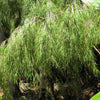10 MEXICAN WEEPING BAMBOO Otatea Acuminata Rare Seeds