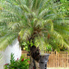 Pygmy Date Palm Seeds – Phoenix Roebelenii Dwarf Miniature Ornamental Fruit Tree Houseplant – photo 16