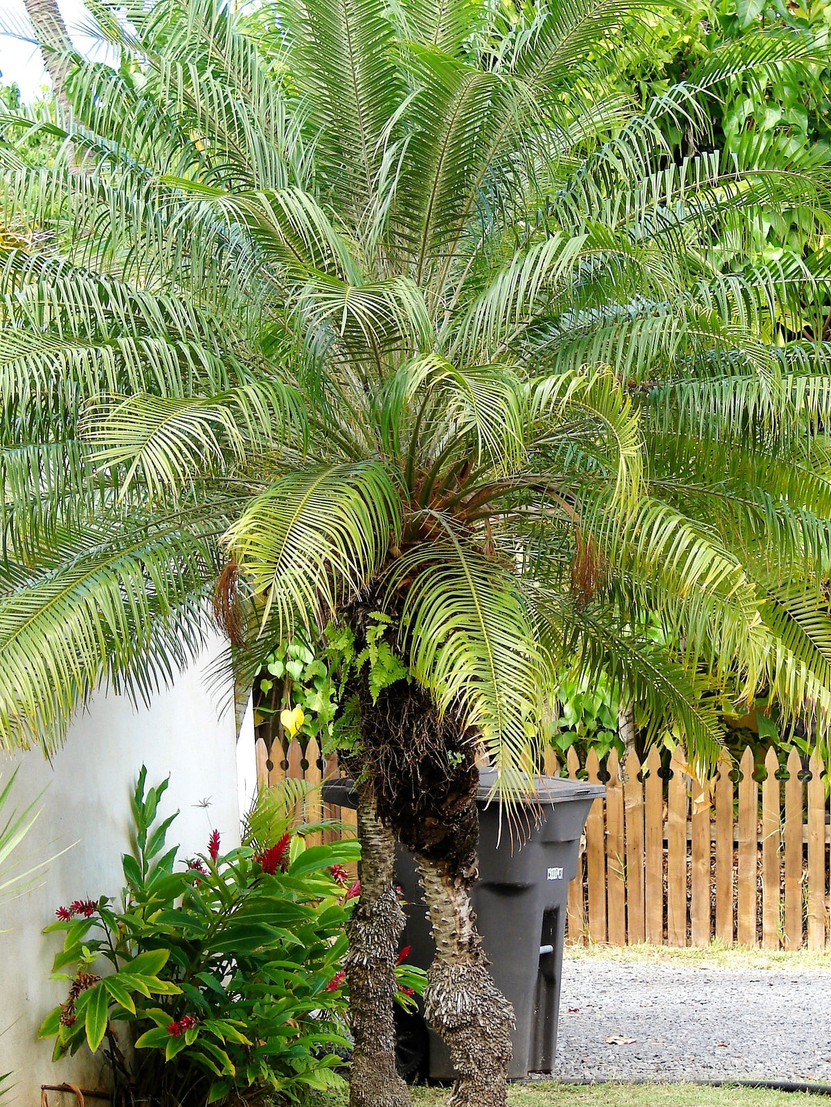 Pygmy Date Palm Seeds – Phoenix Roebelenii Dwarf Miniature Ornamental Fruit Tree Houseplant – photo 16