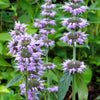 200 PURPLE WOOD MINT Blephilia Ciliata Downy Pagoda Horsemint Herb Flower Seeds