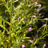 100 CINNAMON WILLOWHERB Eastern Purpleleaf Epilobium Coloratum Flower Seeds