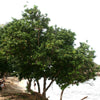 10 PORTIA TREE Yellow Pink Purple Flowers Change Color Pacific Rosewood Tulip Thespesia Populnea Seeds