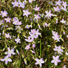 20 VIRGINIA SPRING BEAUTY Claytonia Virginica Eastern Fairy Pink Striped Native Grass Shade Flower Herb Seeds
