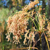 1000 WOOLGRASS Scirpus Cyperinus Wool Grass Teddybear Paws Woolsedge Cottongrass Bulrush Ornamental Wetland Grass Seeds