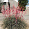 25 RED YUCCA Hesperaloe Parviflora aka Hummingbird, Coral, & Texas Yucca Flower Seeds