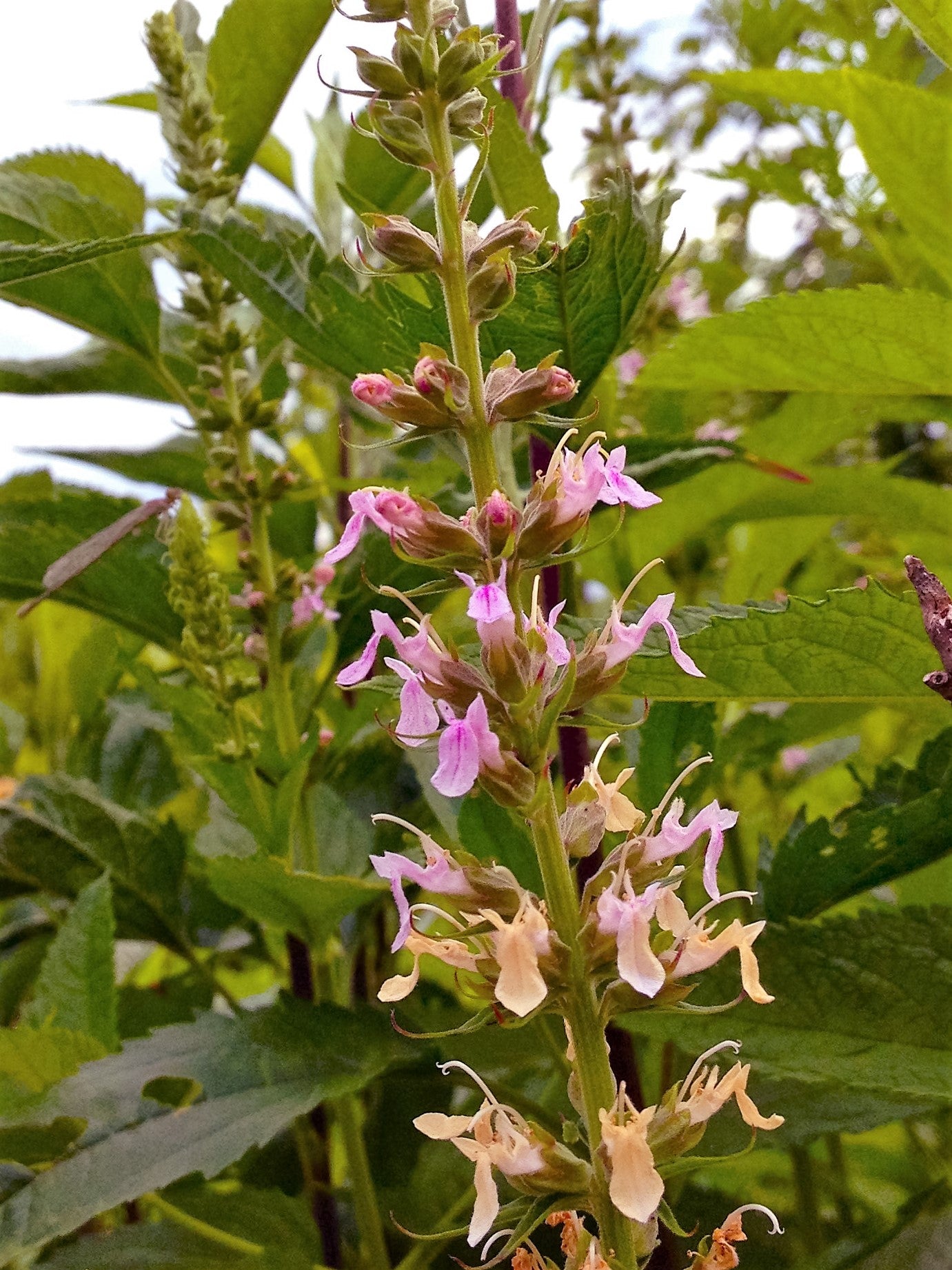 100 CANADIAN GERMANDER American Wood Sage Teucrium Canadense Herb Flow ...