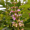 100 CANADIAN GERMANDER American Wood Sage Teucrium Canadense Herb Flower Seeds