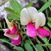 30 GOAT'S RUE Tephrosia Virginiana Cracca Flower Grass Legume Ground Cover Seeds