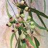 50 LEMON SCENTED EUCALYPTUS Citriodora Tree aka Lemon Bush & Spotted Gum - Colorful Bark White Flower Tree Seeds