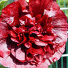 50 Dwarf Double HOLLYHOCK MAJORETTE MIX Alcea Rosea Red Pink White Maroon Yellow Mixed Color Flower Seeds
