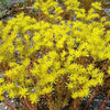 50 BLUE SPRUCE SEDUM Reflexum Succulent Jenny's Stonecrop Goldmoss Yellow Flower Seeds