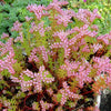 50 SEASTAR / WIDOWS Cross SEDUM Sea Star Stonecrop Sedum Pulchellum Flower Seeds