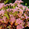 50 SEASTAR / WIDOWS Cross SEDUM Sea Star Stonecrop Sedum Pulchellum Flower Seeds