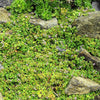 20 CORSICAN MINT Mentha Requienii Herb Fragrant Ground Cover Flower Seeds