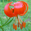 10 CORAL LILY Siberian Turk's Cap Lilium Pumilum Coral Red Fragrant Flower Seeds