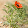 10 ADONIS PHEASANTS EYE Adonis Aestivalis Red & Black Flower Seeds