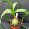 20 Ornithogalum Caudatum Seeds (False Sea Onion Lily)