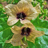 200 Black HENBANE Nightshade Hyoscyamus Niger Flower Seeds