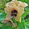 200 Black HENBANE Nightshade Hyoscyamus Niger Flower Seeds