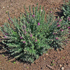20 CAT THYME Teucrium Marum aka Cat Crack, Kitty Crack, & Mediterranean Germander Silvery Foliage Red Purple Flower Herb Sub-Shrub Seeds