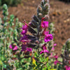 20 CAT THYME Teucrium Marum aka Cat Crack, Kitty Crack, & Mediterranean Germander Silvery Foliage Red Purple Flower Herb Sub-Shrub Seeds