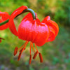 10 CORAL LILY Siberian Turk's Cap Lilium Pumilum Coral Red Fragrant Flower Seeds