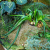 20 Ornithogalum Caudatum Seeds (False Sea Onion Lily)