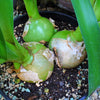 20 Ornithogalum Caudatum Seeds (False Sea Onion Lily)