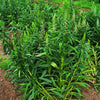 200 GRECIAN FOXGLOVE Wooly Digitalis Lanata Hummingbird White Yellow Purple Brown Flower Seeds