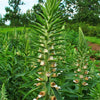 200 GRECIAN FOXGLOVE Wooly Digitalis Lanata Hummingbird White Yellow Purple Brown Flower Seeds