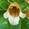 200 GRECIAN FOXGLOVE Wooly Digitalis Lanata Hummingbird White Yellow Purple Brown Flower Seeds
