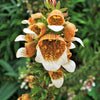 200 GRECIAN FOXGLOVE Wooly Digitalis Lanata Hummingbird White Yellow Purple Brown Flower Seeds