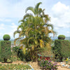 5 BAMBOO PALM Chamaedorea Seifrizii Reed or Parlor Palm Tree Sun Shade Houseplant Seeds