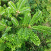 Grow Your Own CHRISTMAS TREE - Fraser Fir ( Abies Fraseri ) Gift Packet of Tree Seeds