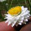 250 WHITE WINGED EVERLASTING Ammobium Alatum Flower Seeds
