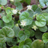1000 DICHONDRA Repens aka Lawn Leaf Flower Evergreen Ground Cover Seeds
