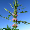 100 Pink CHINESE MOTHERWORT Leonurus Japonicus Siberian Honey Herb Flower Seeds