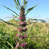 100 Pink CHINESE MOTHERWORT Leonurus Japonicus Siberian Honey Herb Flower Seeds