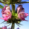 100 Pink CHINESE MOTHERWORT Leonurus Japonicus Siberian Honey Herb Flower Seeds