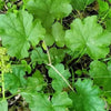1200 Prairie Alumroot CORAL BELLS / HEUCHERA Richardsonii Shade Flower Seeds