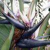 5 GIANT BIRD OF PARADISE Tree Strelitzia Nicolai Wild Banana White Crane Blue Purple Flower Houseplant Seeds