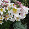 10 REGAL TRUMPET LILY aka Royal / King's Lilium Regale White Pink Yellow Flower Seeds