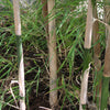 10 MEXICAN WEEPING BAMBOO Otatea Acuminata Rare Seeds