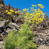 15 GIANT FENNEL Ferula Communis Gigantea Yellow Flower Herb Seeds