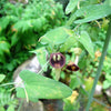 20 SLENDER DUTCHMAN'S PIPE Pipevine Aristolochia Debilis Deep Purple Flower Herb Vine Seeds