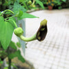 20 SLENDER DUTCHMAN'S PIPE Pipevine Aristolochia Debilis Deep Purple Flower Herb Vine Seeds