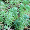 50 BLUE SPRUCE SEDUM Reflexum Succulent Jenny's Stonecrop Goldmoss Yellow Flower Seeds